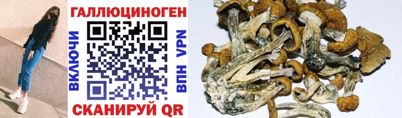Псилоцибиновые грибы Cubensis Пушкино